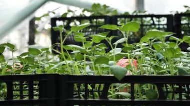 Bitkilerle dolu bir sera, patates tohumlarıyla dolu bir kutu..