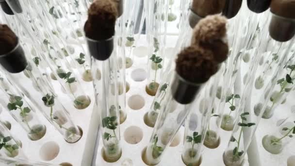 Frascos Com Haste Verde Laboratório Investigação Laboratorial Sobre Tratamento Plantas — Vídeo de Stock