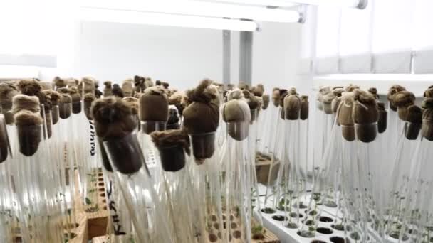 实验室里有一个绿色棒子的瓶子 药草药理作用的实验室研究 天然化妆品的生产 — 图库视频影像