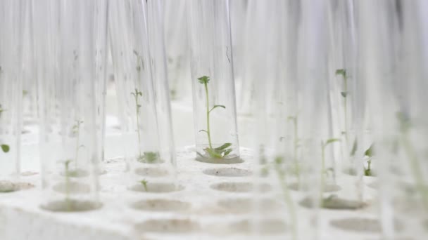 Laboratuvarda Yeşil Çubuklu Mataralar Şifalı Bitkilerin Tıbbi Özellikleri Üzerine Laboratuvar — Stok video