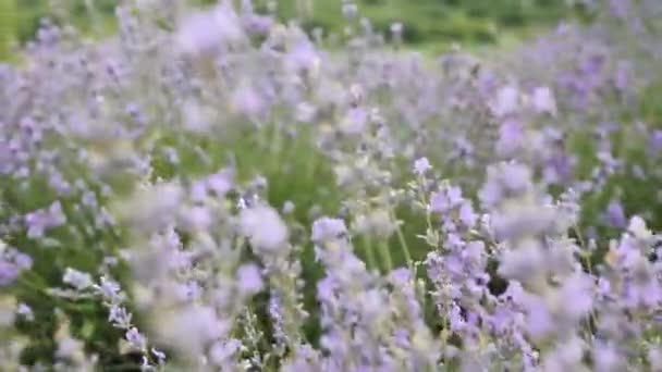 Lavendelveld Geurige Lavendel Zwaait Een Lichte Bries — Stockvideo