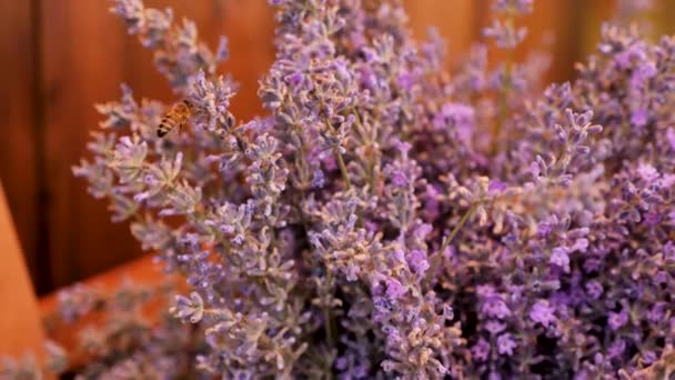 Bukett Lavendel Närbild Lavendel Blommor Händerna Florist — Stockvideo