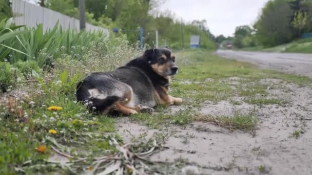 Μοναχικά Άστεγα Σκυλιά Στο Δρόμο Στην Ύπαιθρο Σκύλοι Αδέσποτοι — Αρχείο Βίντεο