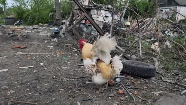Domácí Kuřata Kuřata Venku Trosky Úderu Rakety Jsou Roztroušeny Dvoře — Stock video