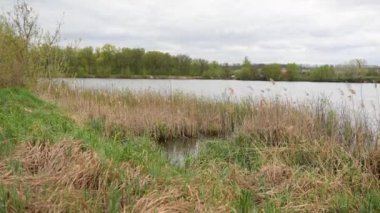 Yazın nehir ve doğa. Nehir kıyısı çimlerle kaplanmış..