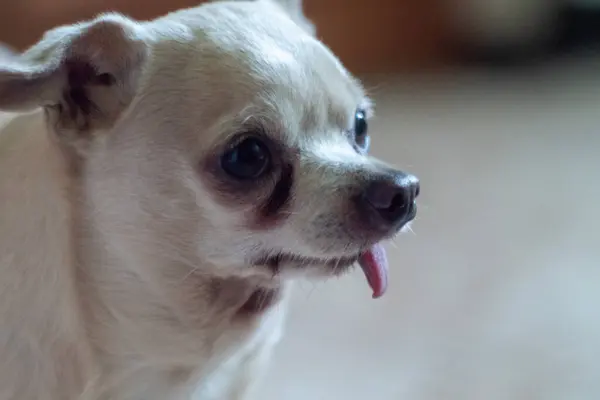 Beyaz Chihuahua köpeği dilinden sarkan. Portre