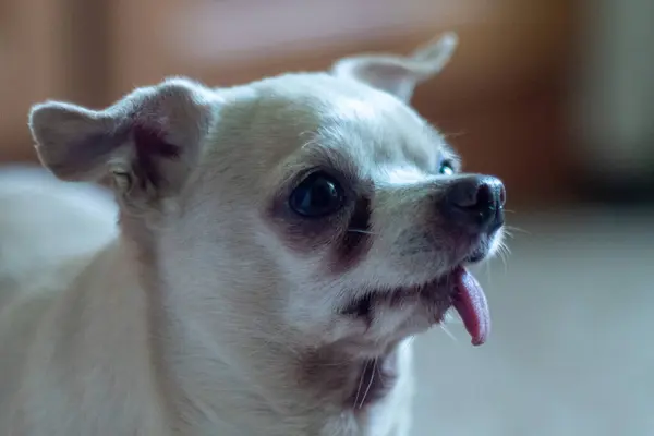 Beyaz Chihuahua köpeği dilinden sarkan. Portre