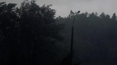  Şiddetli yağmur ve güçlü rüzgarlar ağaçları devirir. Yağmur, fırtınalı rüzgarlar