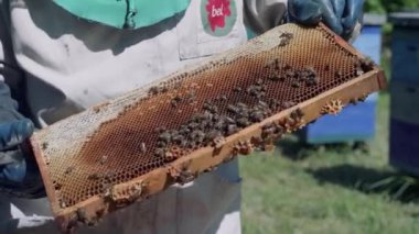 Arıcı arıları kontrol ediyor. Güneşli bir günde arılarla dolu bir bal odası. Arı kovanında çalışan bir adam. Koruyucu giysi.