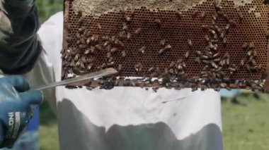 Arıcı arıları kontrol ediyor. Güneşli bir günde arılarla dolu bir bal odası. Arı kovanında çalışan bir adam. Koruyucu giysi.