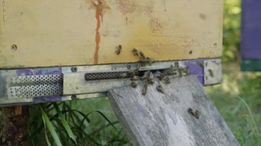 Arıcılık. Arı kovanında çalışan bir adam.