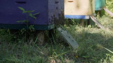 Arıcılık. Arı kovanında çalışan bir adam.