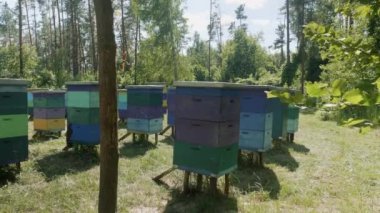 Arıcı arıları kontrol ediyor. Güneşli bir günde arılarla dolu bir bal odası. Arı kovanında çalışan bir adam. Koruyucu giysi.