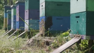 Arıcı arıları kontrol ediyor. Güneşli bir günde arılarla dolu bir bal odası. Arı kovanında çalışan bir adam. Koruyucu giysi.