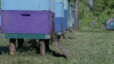 Arıcı arıları kontrol ediyor. Güneşli bir günde arılarla dolu bir bal odası. Arı kovanında çalışan bir adam. Koruyucu giysi.