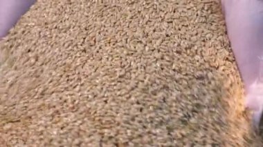 Pasta şefi tohumları elleriyle topluyor. Yakın plan..