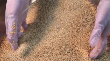 Pasta şefi tohumları elleriyle topluyor. Yakın plan..