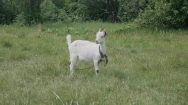 Yeşil çimenlerde süt beyazı keçi, çiftlikte sığır yetiştiriciliği, çiftlikte yürüyen evcil hayvanlar, sağlıklı keçi kavramı.