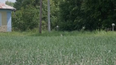 Köyde sebze bahçeli sarı bir ev.