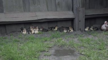 Küçük ördek yavruları çayırda otluyor. Köydeki yerel ördekler. Ördek çiftliği. Yetiştirilmiş kümes hayvanları. Çiftlikte büyüyen kuş