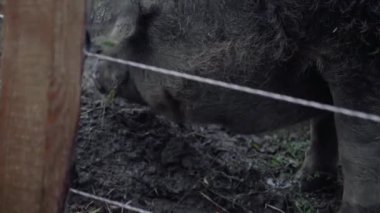 Organik et çiftliğindeki bir çayırda yemek yiyen domuzlar.