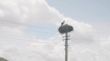 Bir yuvada iki leylek. Gökteki Leylek Sürüsü, Kutuptaki Leylek Yuvası, Kuş Ailesi Yuvası, Doğa Manzarası