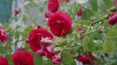 Yaz bahçesinde güzel kırmızı güller. Doğada güzel taze güller. Doğal arka plan, çiçek açan güller bahçedeki çalılar.