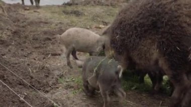 Organik et çiftliğindeki bir çayırda yemek yiyen domuzlar.