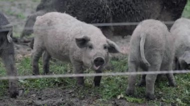 Organik et çiftliğindeki bir çayırda yemek yiyen domuzlar.