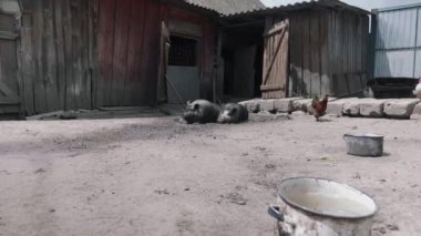 Evcil domuzlara yakın çekim. Organik et çiftliğindeki domuzlar