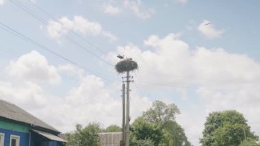 Bir yuvada iki leylek. Gökteki Leylek Sürüsü, Kutuptaki Leylek Yuvası, Kuş Ailesi Yuvası, Doğa Manzarası
