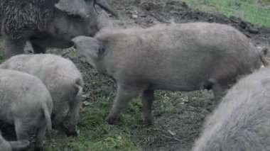 Organik et çiftliğindeki bir çayırda yemek yiyen domuzlar.