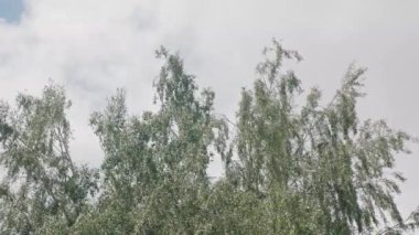 Güneşli bir bahar gününde mavi gökyüzüne karşı taze yeşil yapraklara odaklan. Ağaç taç, huş ağacı..