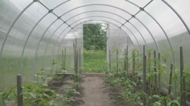 Domatesler bir serada yetişir, evin yakınındaki bir sebze bahçesinde..