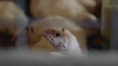 Isıtıcı lambayla kuluçkaya yatmış küçük civciv ve bıldırcın organik kümes hayvanları çiftliğinde ısınıyor. Izgara tavuk çiftliğinde küçük bir tavuk..