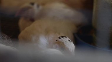 Isıtıcı lambayla kuluçkaya yatmış küçük civciv ve bıldırcın organik kümes hayvanları çiftliğinde ısınıyor. Izgara tavuk çiftliğinde küçük bir tavuk..