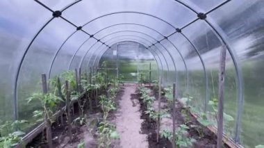 Bahçede sera, domates yetiştiriyor..