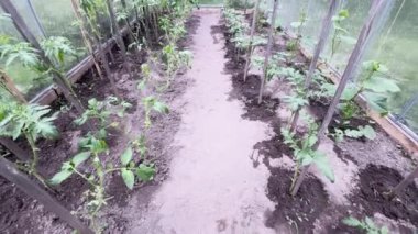 Bahçede sera, domates yetiştiriyor..