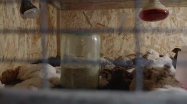 Isıtıcı lambayla kuluçkaya yatmış küçük civciv ve bıldırcın organik kümes hayvanları çiftliğinde ısınıyor. Izgara tavuk çiftliğinde küçük bir tavuk..