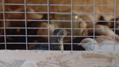 Isıtıcı lambayla kuluçkaya yatmış küçük civciv ve bıldırcın organik kümes hayvanları çiftliğinde ısınıyor. Izgara tavuk çiftliğinde küçük bir tavuk..