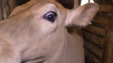Küçük bir buzağı ahırda duruyor. Meraklı bir inek mandıradaki kameraya bakar. Tarım ve çiftlik hayvanları