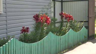 Kırmızı bahçe zambağı evin yakınındaki yaz bahçesinde.