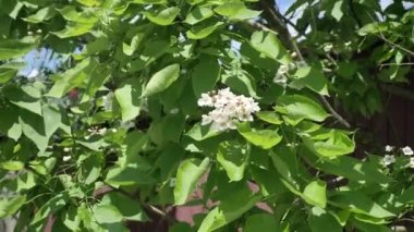 İlk kuş kiraz çiçekleri, ilkbaharda güzel kokulu çiçekler, kuş kirazı. Beyaz kuş kirazı veya Prunus Padus bahçede çiçek açar.