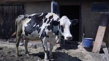 Köy çiftliğinde siyah beyaz bir inek duruyor..