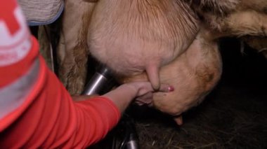 Çiftçi süt sağma makinesi, süt toplayıcısı inek testleri yapıyor. Ahırda sığırlar.