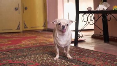 Bej rengi mini chihuahua dili dışarı sarkmış bir şekilde odada duruyor.