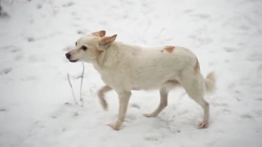 Beyaz ve kırmızı bir köpek karda koşar ve havlar..
