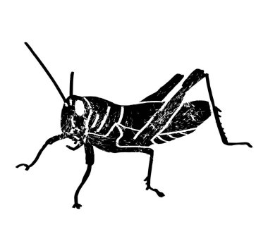 Fas Çekirgesi (Dociostaurus maroccanus), Çöl Çekirgesi (Schistocerca gregaria), Göçmen Çekirgesi (Locusta migratoria) yan görünümü, yerçekimi tarzı mürekkep çizimi