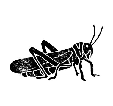 Fas Çekirgesi (Dociostaurus maroccanus), Çöl Çekirgesi (Schistocerca gregaria), Göçmen Çekirgesi (Locusta migratoria) yan görünümü, yerçekimi tarzı mürekkep çizimi