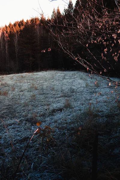 Pohled Zamrzlou Trávu Brzy Ráno — Stock fotografie